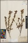 Foto von Salix starkeana Willd.